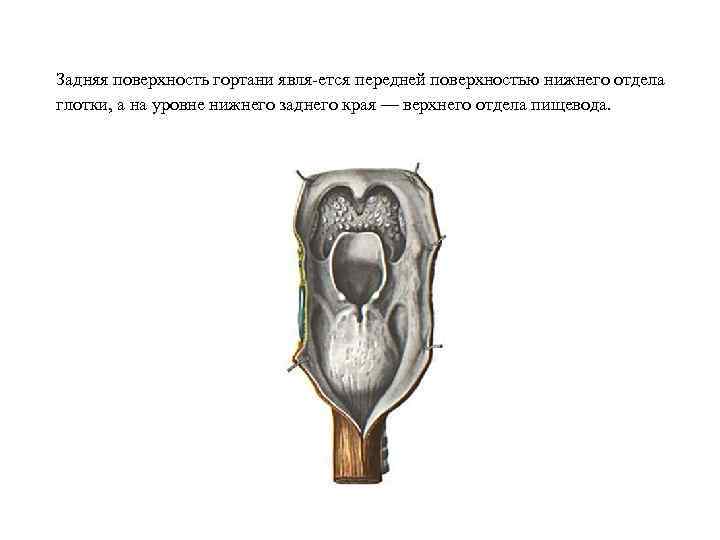 Задняя поверхность гортани явля ется передней поверхностью нижнего отдела глотки, а на уровне нижнего