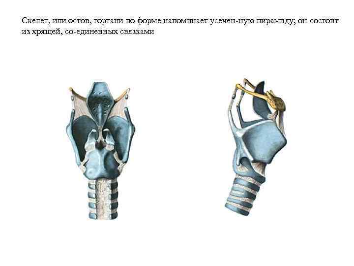 Скелет, или остов, гортани по форме напоминает усечен ную пирамиду; он состоит из хрящей,