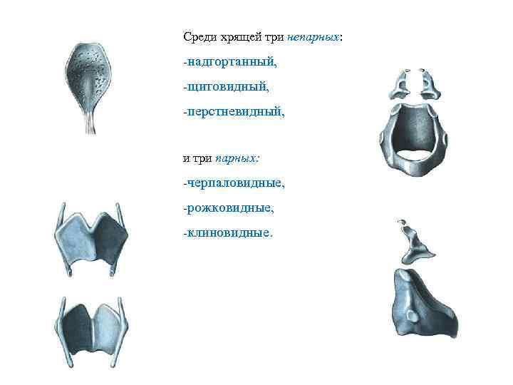 Среди хрящей три непарных: надгортанный, щитовидный, перстневидный, и три парных: черпаловидные, рожковидные, клиновидные. 