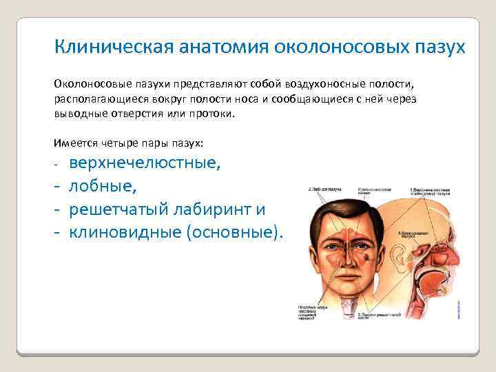 Рак полости носа и придаточных пазух презентация