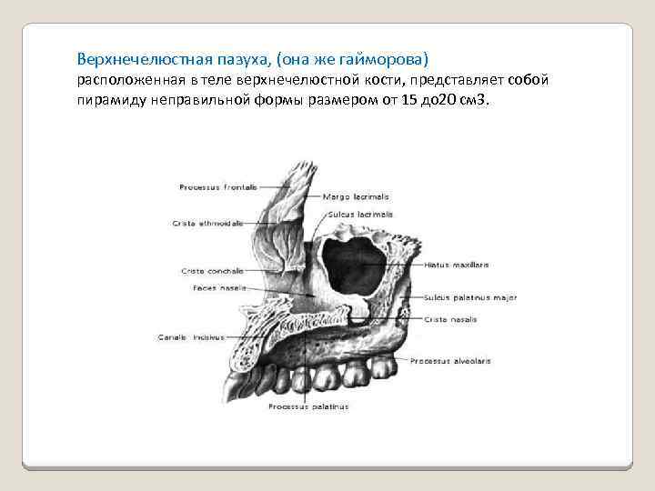 Гайморовы пазухи расположение схема рисунок и зубы