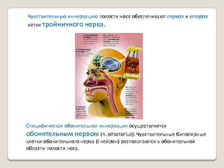 Иннервация носа схема