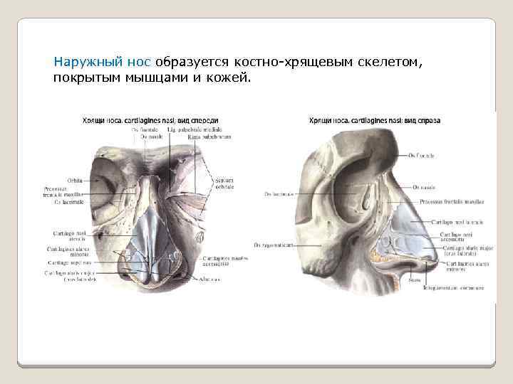 Схема нос человека