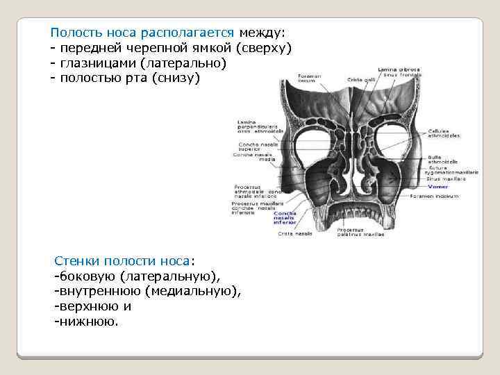 Полость носа таблица