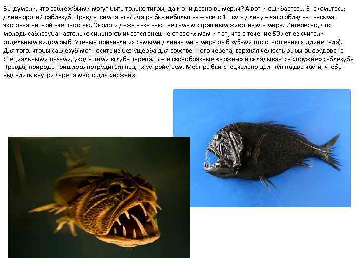 Вы думали, что саблезубыми могут быть только тигры, да и они давно вымерли? А