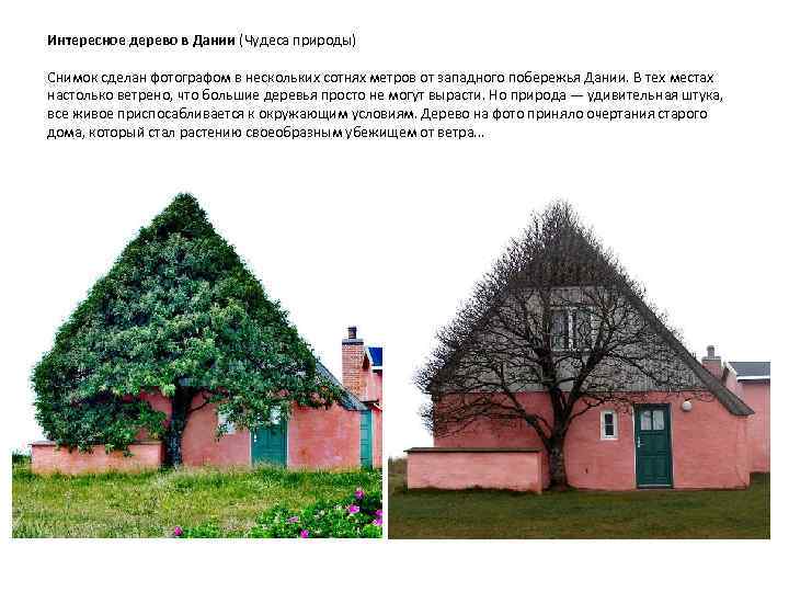 Интересное дерево в Дании (Чудеса природы) Снимок сделан фотографом в нескольких сотнях метров от