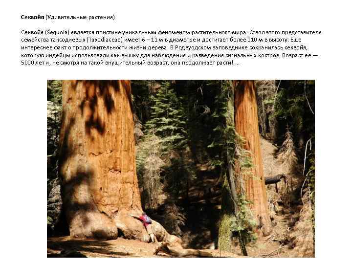 Секвойя (Удивительные растения) Секвойя (Sequoia) является поистине уникальным феном растительного мира. Ствол этого представителя