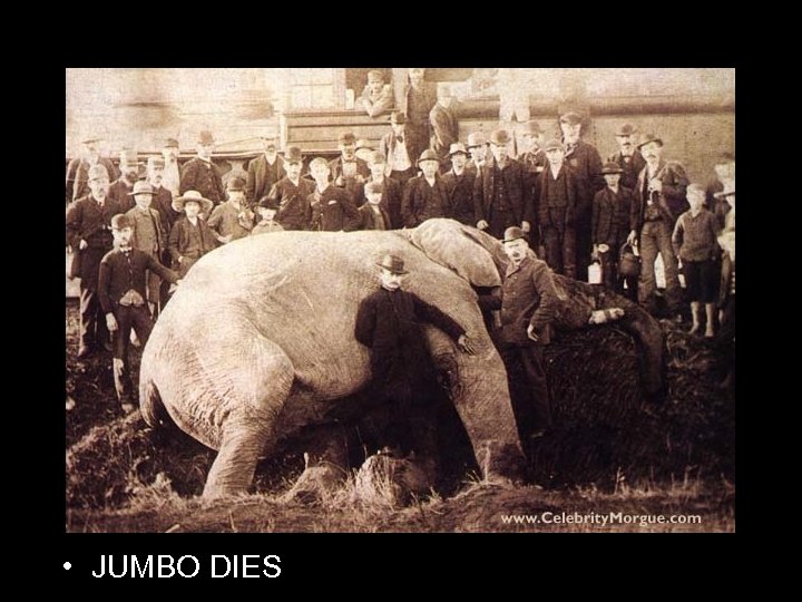  • JUMBO DIES 