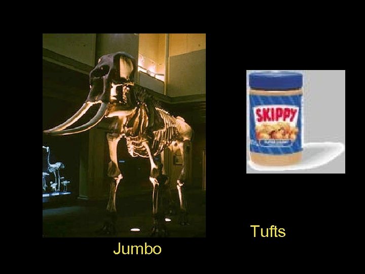 » Jumbo Tufts 