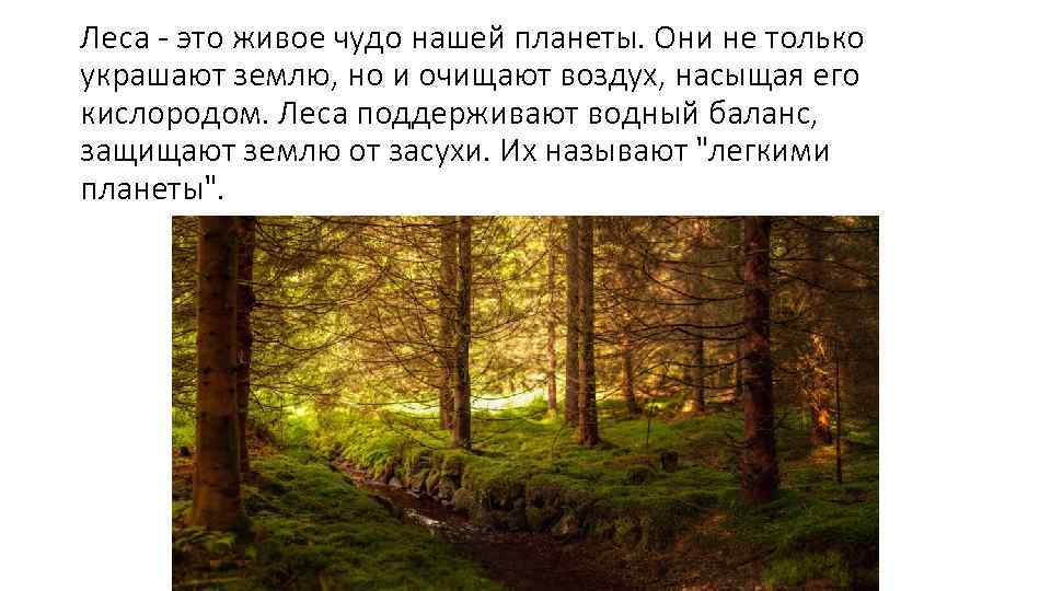 Леса - это живое чудо нашей планеты. Они не только украшают землю, но и