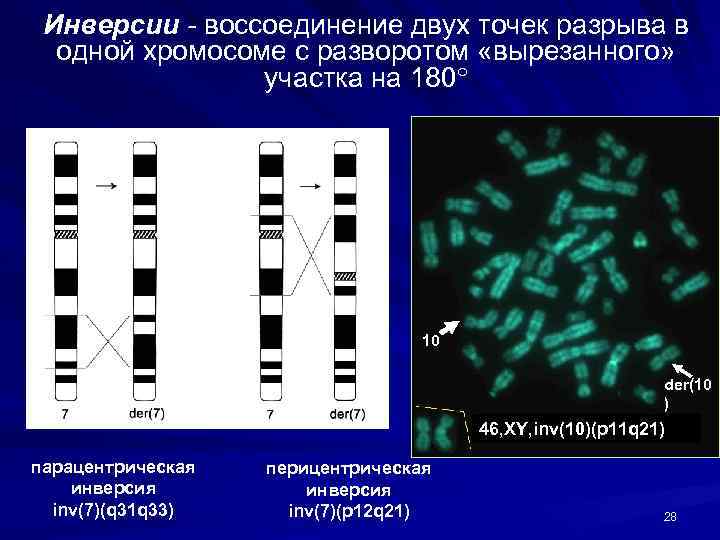 Цитогенетика это