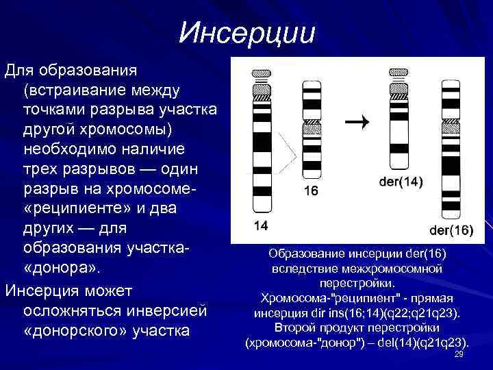 Как называется графическое изображение хромосом