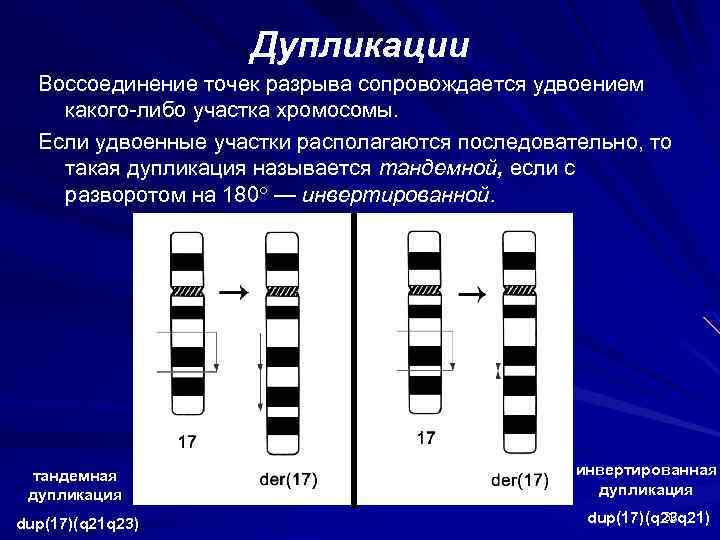 Рассмотрите фотографии хромосомных мутаций делеции инверсии дупликации