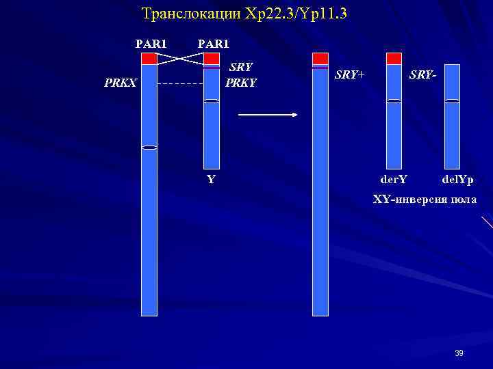Транслокации Xp 22. 3/Yp 11. 3 PAR 1 SRY PRKX Y SRY+ SRY- der.