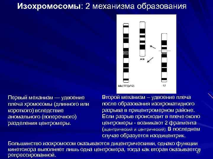 Цитогенетика человека презентация 10 класс