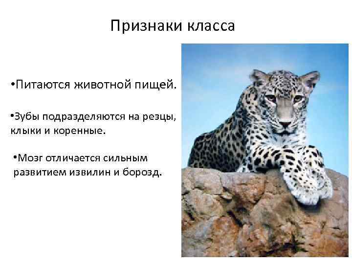 Признаки класса • Питаются животной пищей. • Зубы подразделяются на резцы, клыки и коренные.