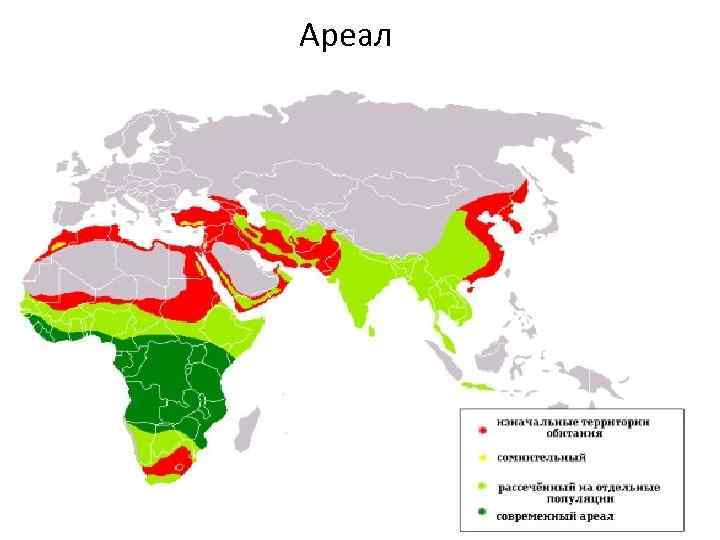 Ареал 