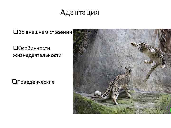 Адаптация q. Во внешнем строении. q. Особенности жизнедеятельности q. Поведенческие 