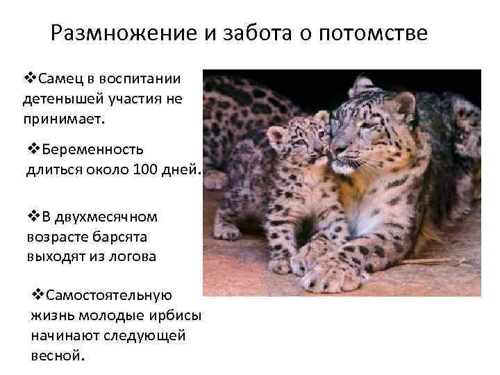 Размножение и забота о потомстве v. Самец в воспитании детенышей участия не принимает. v.