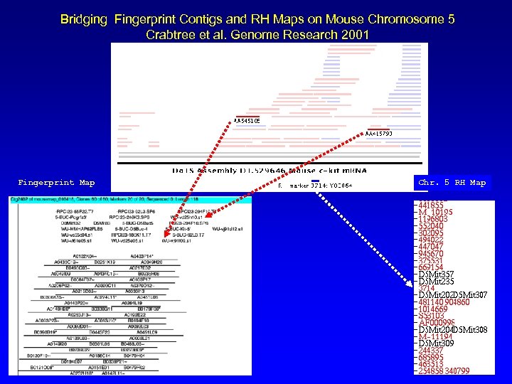 Bridging Fingerprint Contigs and RH Maps on Mouse Chromosome 5 Crabtree et al. Genome