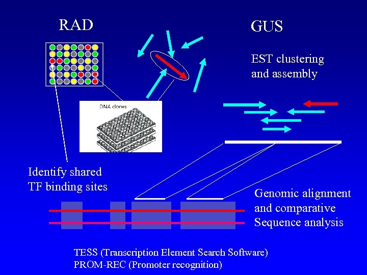 RAD GUS EST clustering and assembly Identify shared TF binding sites Genomic alignment and