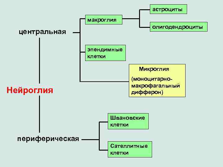 астроциты макроглия олигодендроциты центральная эпендимные клетки Микроглия Нейроглия (моноцитарномакрофагальный дифферон) Швановские клетки периферическая Сателлитные