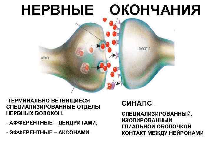 НЕРВНЫЕ -ТЕРМИНАЛЬНО ВЕТВЯЩИЕСЯ СПЕЦИАЛИЗИРОВАННЫЕ ОТДЕЛЫ НЕРВНЫХ ВОЛОКОН. - АФФЕРЕНТНЫЕ – ДЕНДРИТАМИ, - ЭФФЕРЕНТНЫЕ –