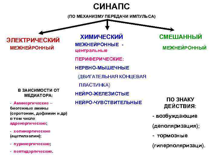 СИНАПС (ПО МЕХАНИЗМУ ПЕРЕДАЧИ ИМПУЛЬСА) ЭЛЕКТРИЧЕСКИЙ МЕЖНЕЙРОННЫЙ ХИМИЧЕСКИЙ МЕЖНЕЙРОННЫЕ центральные СМЕШАННЫЙ МЕЖНЕЙРОННЫЙ ПЕРИФЕРИЧЕСКИЕ: НЕРВНО-МЫШЕЧНЫЕ