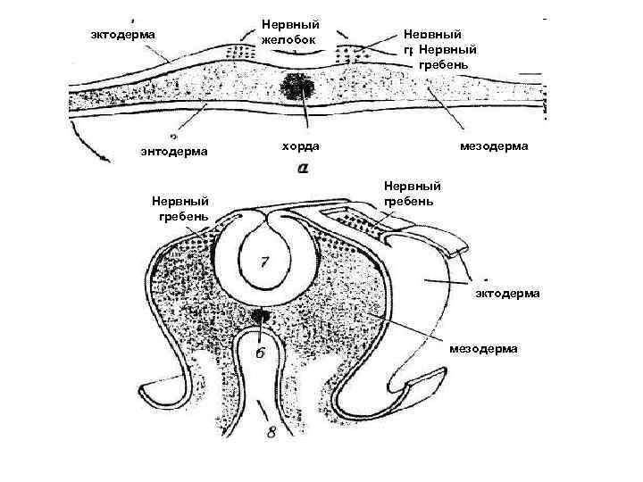 эктодерма энтодерма Нервный гребень Нервный желобок Нервный гребень хорда мезодерма Нервный гребень эктодерма мезодерма