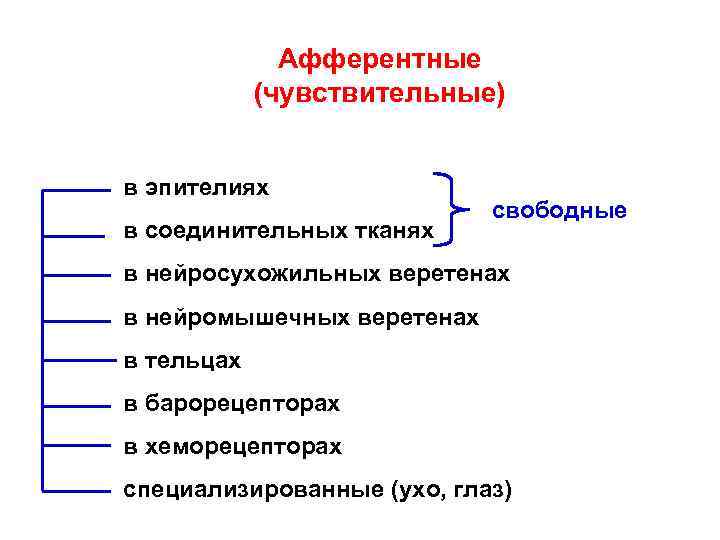 Афферентные (чувствительные) в эпителиях в соединительных тканях свободные в нейросухожильных веретенах в нейромышечных веретенах