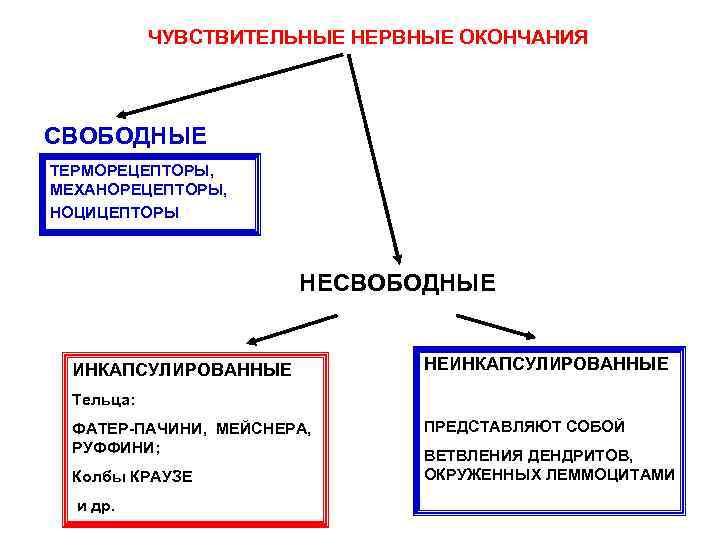 ЧУВСТВИТЕЛЬНЫЕ НЕРВНЫЕ ОКОНЧАНИЯ СВОБОДНЫЕ ТЕРМОРЕЦЕПТОРЫ, МЕХАНОРЕЦЕПТОРЫ, НОЦИЦЕПТОРЫ НЕСВОБОДНЫЕ ИНКАПСУЛИРОВАННЫЕ НЕИНКАПСУЛИРОВАННЫЕ Тельца: ФАТЕР-ПАЧИНИ, МЕЙСНЕРА, РУФФИНИ;