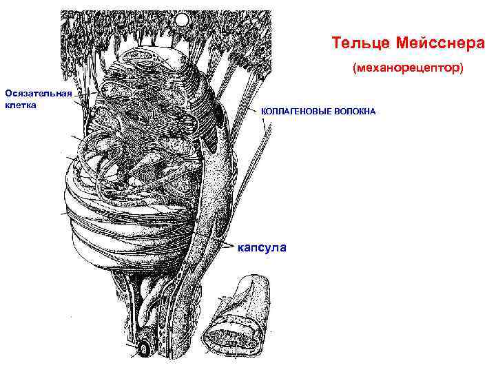 Тельце Мейсснера (механорецептор) Осязательная клетка КОЛЛАГЕНОВЫЕ ВОЛОКНА капсула 