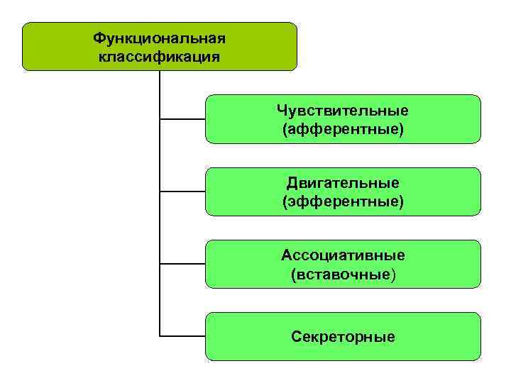 Функциональная классификация Чувствительные (афферентные) Двигательные (эфферентные) Ассоциативные (вставочные) Секреторные 