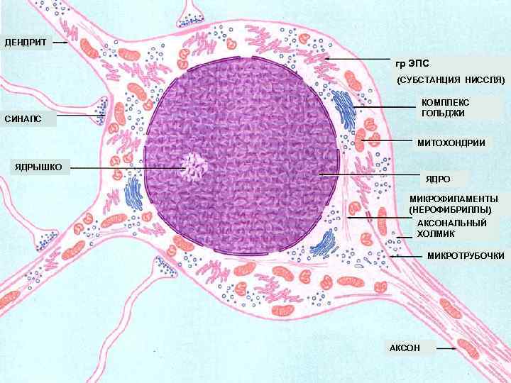 ДЕНДРИТ гр ЭПС (СУБСТАНЦИЯ НИССЛЯ) КОМПЛЕКС ГОЛЬДЖИ СИНАПС МИТОХОНДРИИ ЯДРЫШКО ЯДРО МИКРОФИЛАМЕНТЫ (НЕРОФИБРИЛЛЫ) АКСОНАЛЬНЫЙ