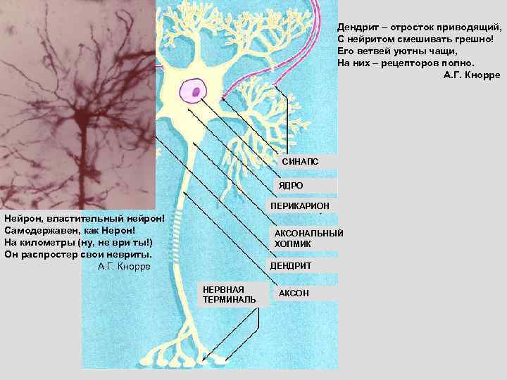 Дендрит – отросток приводящий, С нейритом смешивать грешно! Его ветвей уютны чащи, На них