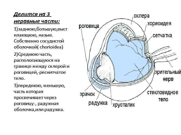 Делится на 3 неравные части: 1)заднюю, большую, выст илающюю, назыв. Собственно сосудистой оболочкой( chorioidea)