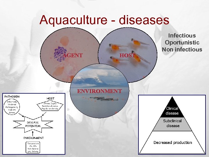 Aquaculture - diseases AGENT HOST ENVIRONMENT Infectious Oportunistic Non infectious 