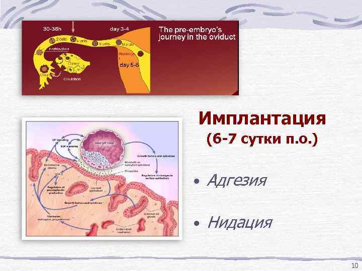 Имплантация (6 -7 сутки п. о. ) • Адгезия • Нидация 10 