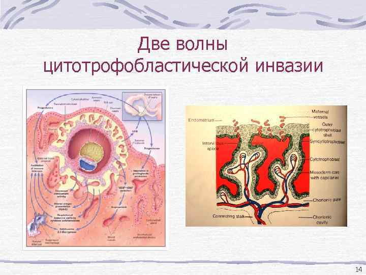 Две волны цитотрофобластической инвазии 14 