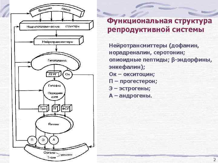 Уровни организации репродуктивной системы человека