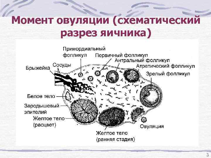 Момент овуляции (схематический разрез яичника) 3 