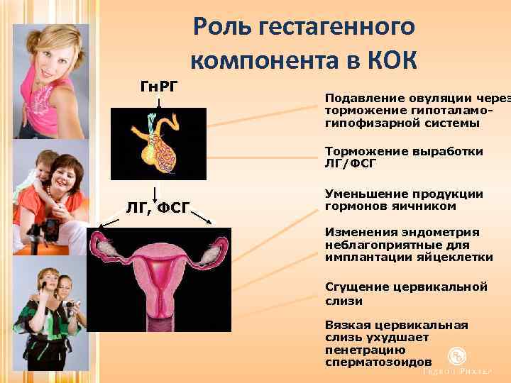 Роль гестагенного компонента в КОК Гн. РГ Подавление овуляции через торможение гипоталамогипофизарной системы Торможение