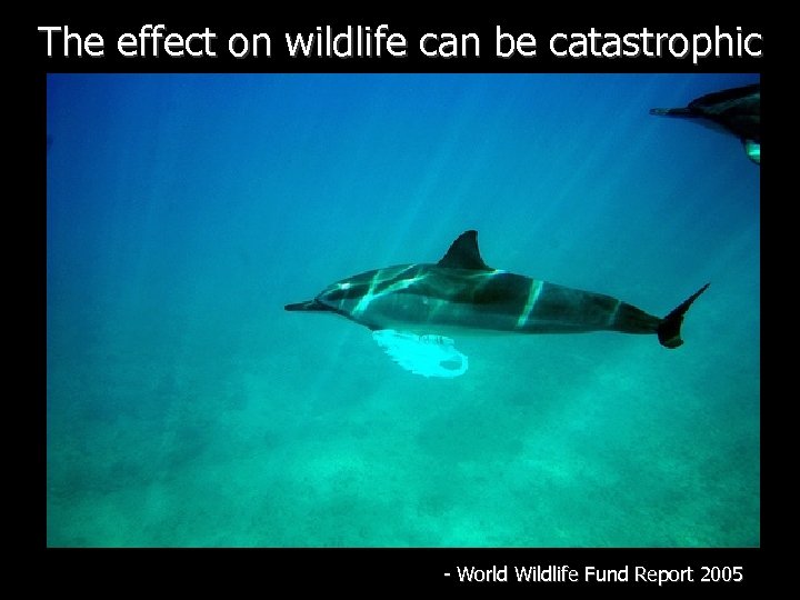 The effect on wildlife can be catastrophic - World Wildlife Fund Report 2005 