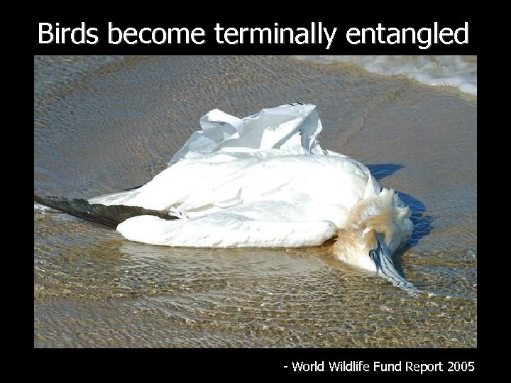 Birds become terminally entangled - World Wildlife Fund Report 2005 