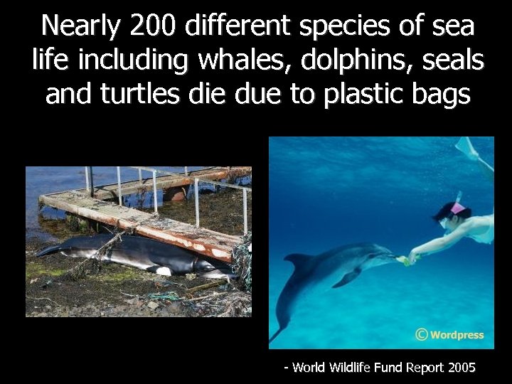 Nearly 200 different species of sea life including whales, dolphins, seals and turtles die