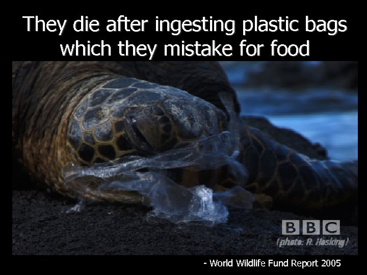 They die after ingesting plastic bags which they mistake for food - World Wildlife