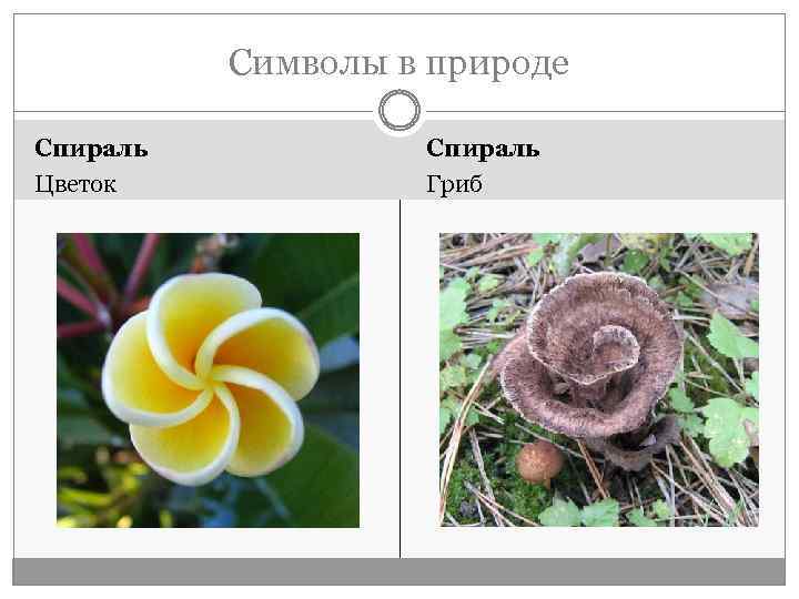 Символы в природе Спираль Цветок Спираль Гриб 