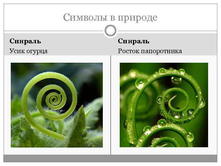 Символы в природе Спираль Усик огурца Спираль Росток папоротника 