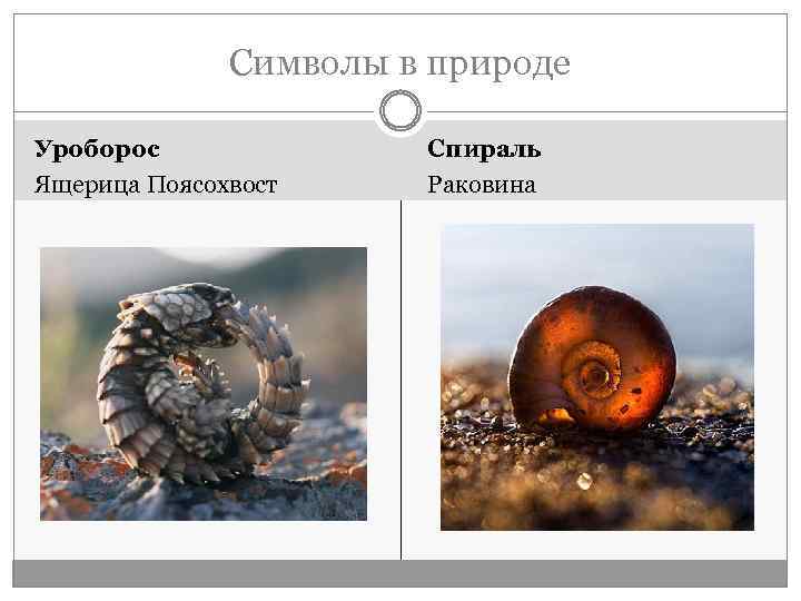 Символы в природе Уроборос Ящерица Поясохвост Спираль Раковина 