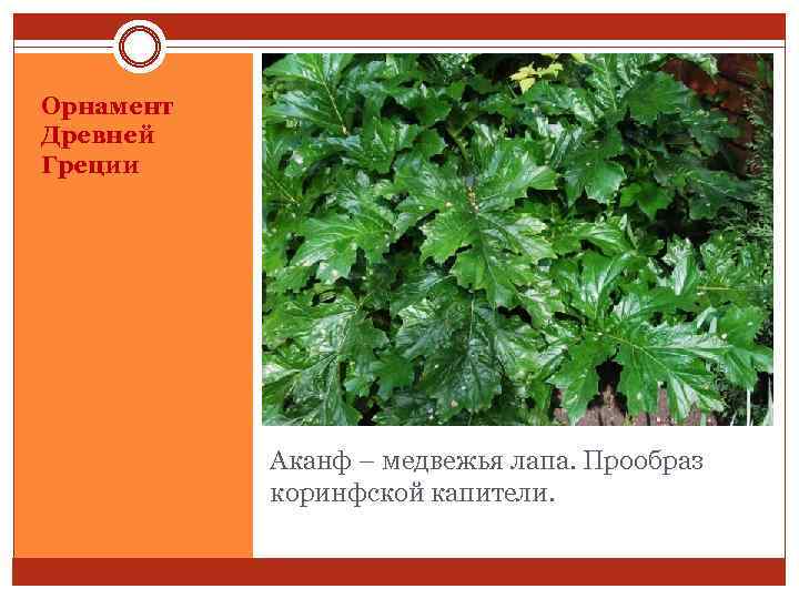 Орнамент Древней Греции Аканф – медвежья лапа. Прообраз коринфской капители. 